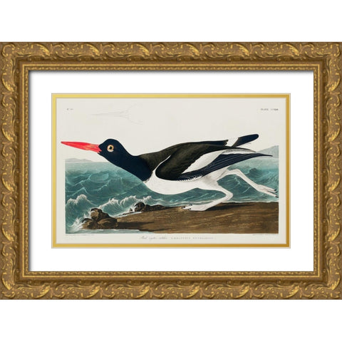Pied oyster-catcher Gold Ornate Wood Framed Art Print with Double Matting by Audubon, John James