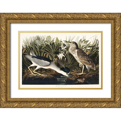 Night Heron, or Qua bird Gold Ornate Wood Framed Art Print with Double Matting by Audubon, John James