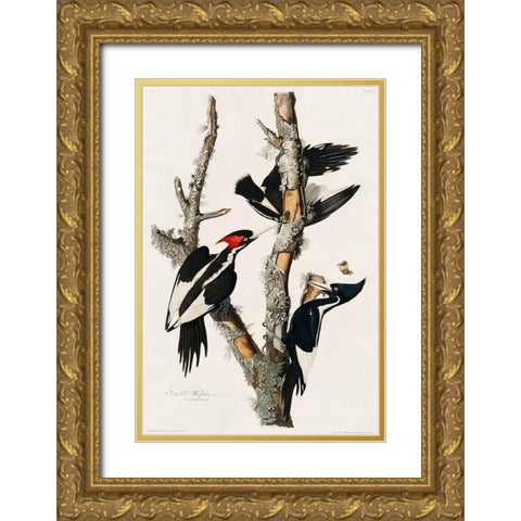 Ivory-billed Woodpecker Gold Ornate Wood Framed Art Print with Double Matting by Audubon, John James