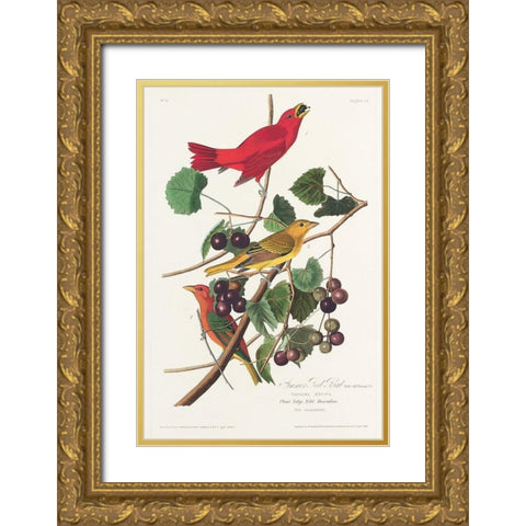 Summer Red Bird Gold Ornate Wood Framed Art Print with Double Matting by Audubon, John James