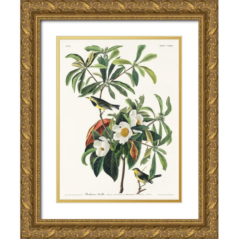 Bachmans Warbler Gold Ornate Wood Framed Art Print with Double Matting by Audubon, John James