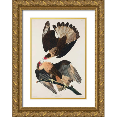 Brasilian Caracara Eagle Gold Ornate Wood Framed Art Print with Double Matting by Audubon, John James