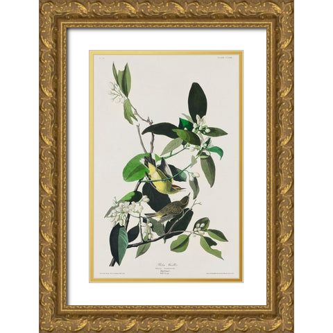 Palm Warbler Gold Ornate Wood Framed Art Print with Double Matting by Audubon, John James