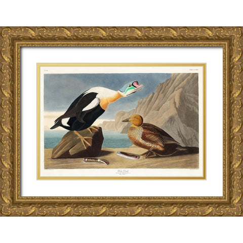 King Duck Gold Ornate Wood Framed Art Print with Double Matting by Audubon, John James