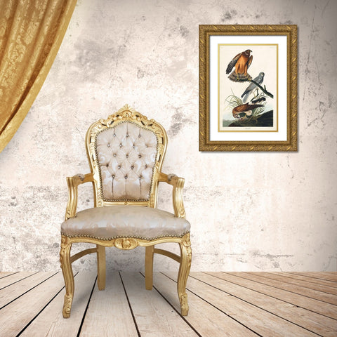 Marsh Hawk Gold Ornate Wood Framed Art Print with Double Matting by Audubon, John James