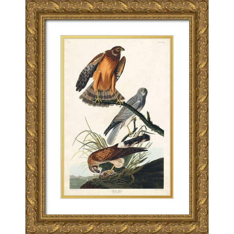 Marsh Hawk Gold Ornate Wood Framed Art Print with Double Matting by Audubon, John James