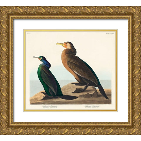 Violet-green Cormorant and Townsends Cormorant Gold Ornate Wood Framed Art Print with Double Matting by Audubon, John James