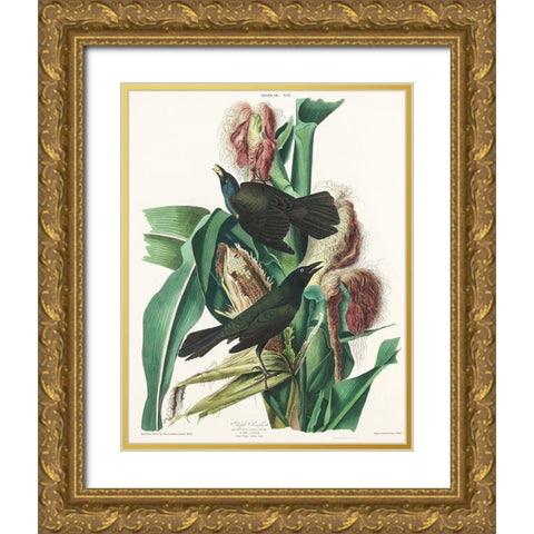 Purple Grakle or Common Crow Blackbird Gold Ornate Wood Framed Art Print with Double Matting by Audubon, John James