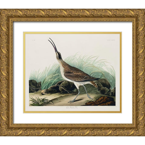 Hudsonian Curlew Gold Ornate Wood Framed Art Print with Double Matting by Audubon, John James