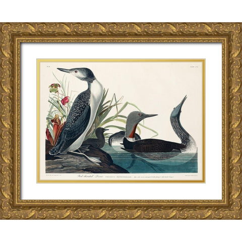 Red-Throated Diver Gold Ornate Wood Framed Art Print with Double Matting by Audubon, John James