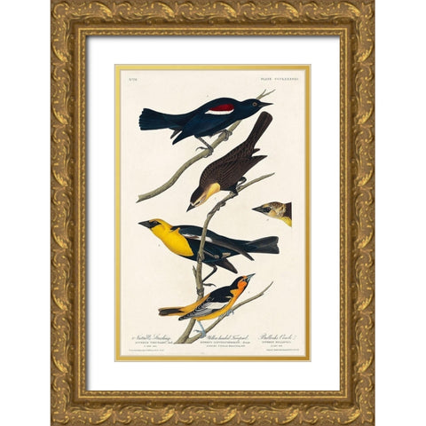 Nuttalls Starling, Yellow-headed Troopial and Bullocks Oriole Gold Ornate Wood Framed Art Print with Double Matting by Audubon, John James