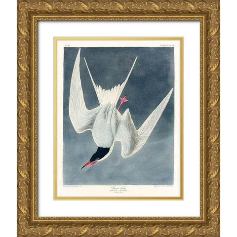 Great Tern Gold Ornate Wood Framed Art Print with Double Matting by Audubon, John James