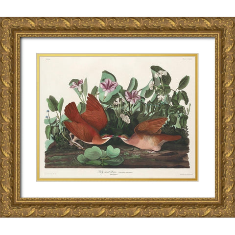 Key-west Dove Gold Ornate Wood Framed Art Print with Double Matting by Audubon, John James
