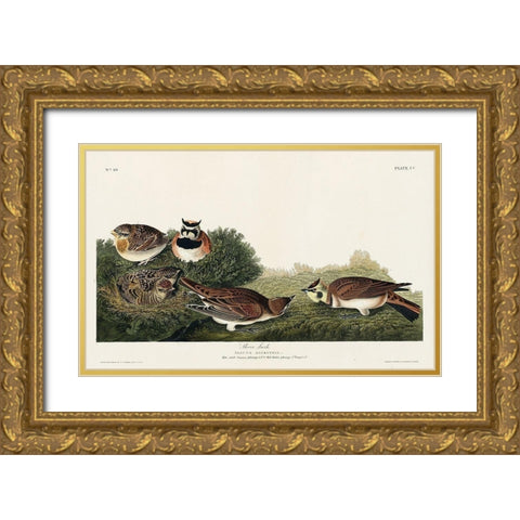 Shore Lark Gold Ornate Wood Framed Art Print with Double Matting by Audubon, John James