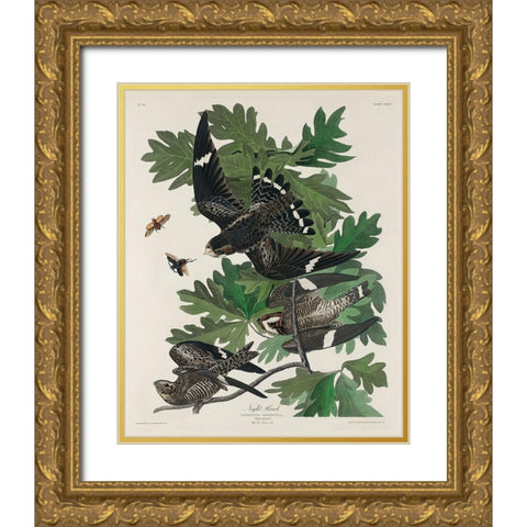Night Hawk Gold Ornate Wood Framed Art Print with Double Matting by Audubon, John James