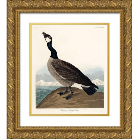 Hutchinss Barnacle Goose Gold Ornate Wood Framed Art Print with Double Matting by Audubon, John James