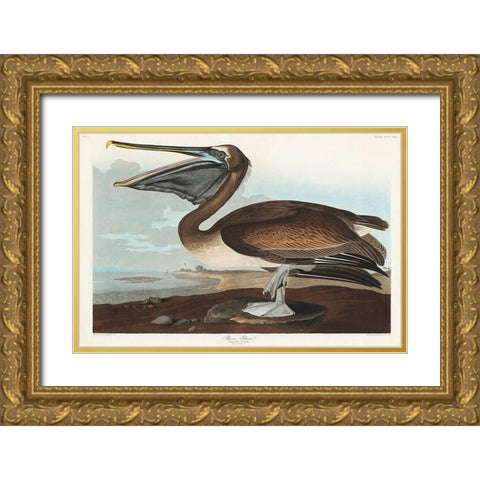 Brown Pelican Gold Ornate Wood Framed Art Print with Double Matting by Audubon, John James