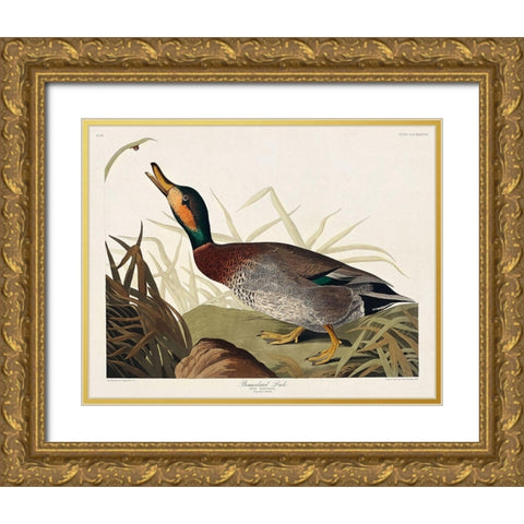 Bemaculated Duck Gold Ornate Wood Framed Art Print with Double Matting by Audubon, John James