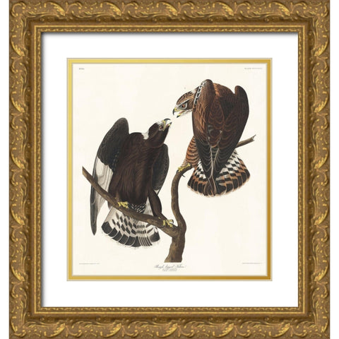 Rough-legged Falcon Gold Ornate Wood Framed Art Print with Double Matting by Audubon, John James