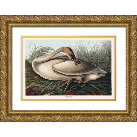Trumpeter Swan Gold Ornate Wood Framed Art Print with Double Matting by Audubon, John James