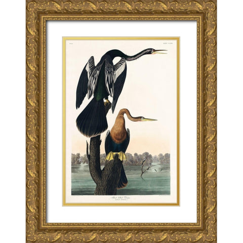 Black-bellied Darter Gold Ornate Wood Framed Art Print with Double Matting by Audubon, John James