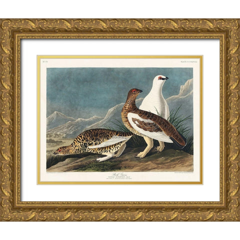 Rock Grous Gold Ornate Wood Framed Art Print with Double Matting by Audubon, John James