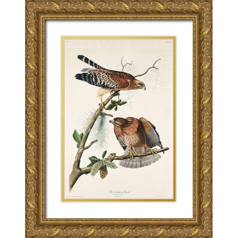 Red-shouldered Hawk Gold Ornate Wood Framed Art Print with Double Matting by Audubon, John James