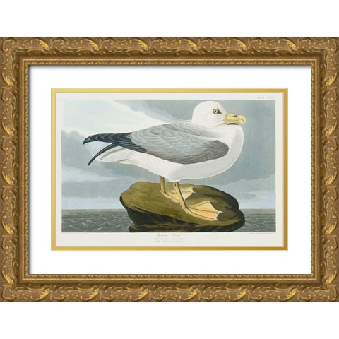 Fulmar Petrel Gold Ornate Wood Framed Art Print with Double Matting by Audubon, John James