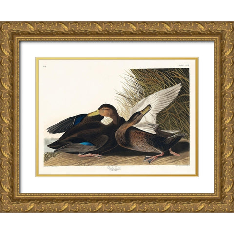 Dusky Duck Gold Ornate Wood Framed Art Print with Double Matting by Audubon, John James
