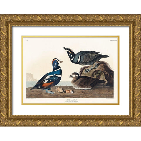 Harlequin Duck Gold Ornate Wood Framed Art Print with Double Matting by Audubon, John James