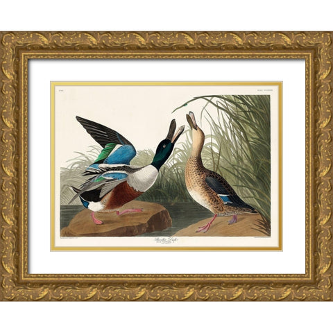 Shoveller Duck Gold Ornate Wood Framed Art Print with Double Matting by Audubon, John James