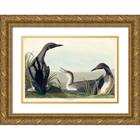 Black-Throated Diver Gold Ornate Wood Framed Art Print with Double Matting by Audubon, John James