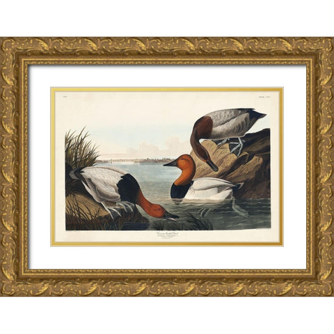 Canvas backed Duck Gold Ornate Wood Framed Art Print with Double Matting by Audubon, John James