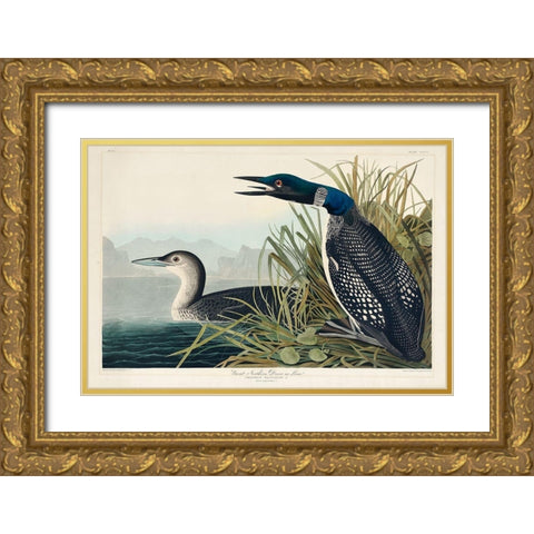Great Northern Diver or Loon Gold Ornate Wood Framed Art Print with Double Matting by Audubon, John James