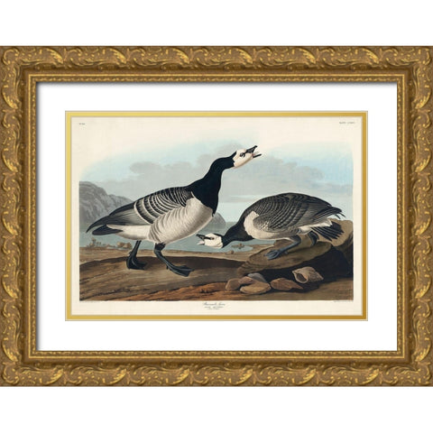 Barnacle Goose Gold Ornate Wood Framed Art Print with Double Matting by Audubon, John James