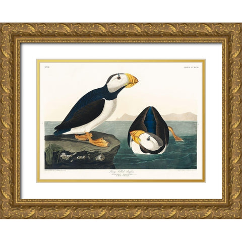 Large billed Puffin Gold Ornate Wood Framed Art Print with Double Matting by Audubon, John James