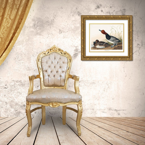 Red-headed Duck Gold Ornate Wood Framed Art Print with Double Matting by Audubon, John James