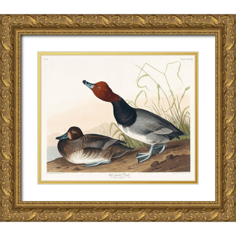 Red-headed Duck Gold Ornate Wood Framed Art Print with Double Matting by Audubon, John James