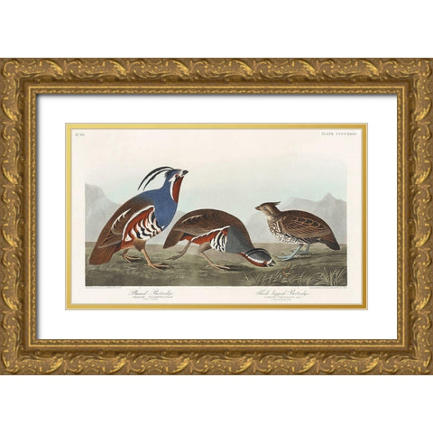 Plumed Partridge and Thick-legged Partridge Gold Ornate Wood Framed Art Print with Double Matting by Audubon, John James