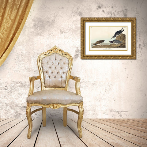 Purple Sandpiper Gold Ornate Wood Framed Art Print with Double Matting by Audubon, John James