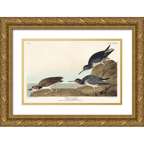Purple Sandpiper Gold Ornate Wood Framed Art Print with Double Matting by Audubon, John James
