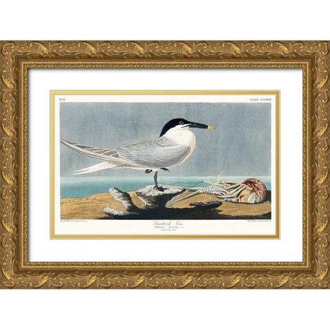 Sandwich Tern Gold Ornate Wood Framed Art Print with Double Matting by Audubon, John James