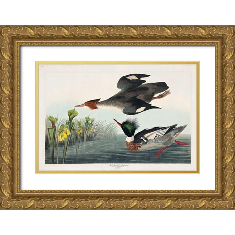 Red-breasted Merganser Gold Ornate Wood Framed Art Print with Double Matting by Audubon, John James