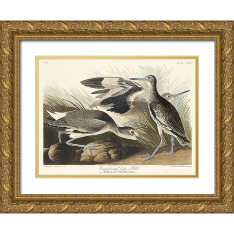 Semipalmated Snipe or Willet Gold Ornate Wood Framed Art Print with Double Matting by Audubon, John James