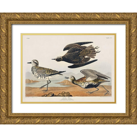 Golden Plover Gold Ornate Wood Framed Art Print with Double Matting by Audubon, John James