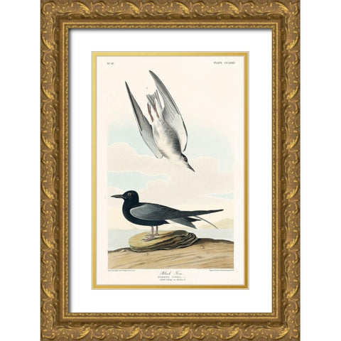 Black Tern Gold Ornate Wood Framed Art Print with Double Matting by Audubon, John James