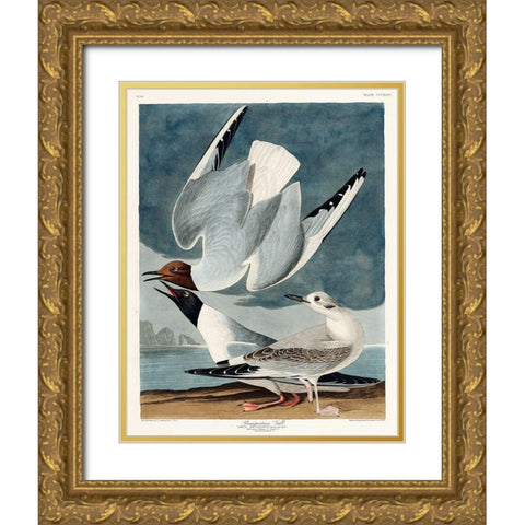 Bonapartian Gull Gold Ornate Wood Framed Art Print with Double Matting by Audubon, John James