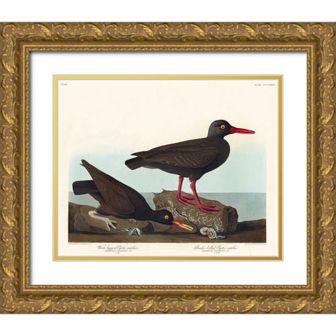 White-legged Oyster-catcher, or Slender-billed Oyster-catcher Gold Ornate Wood Framed Art Print with Double Matting by Audubon, John James