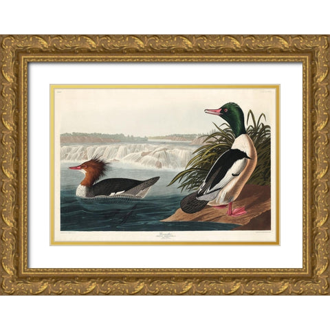 Goosander Gold Ornate Wood Framed Art Print with Double Matting by Audubon, John James
