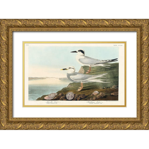 Havells Tern and Trudeaus TernÂ  Gold Ornate Wood Framed Art Print with Double Matting by Audubon, John James